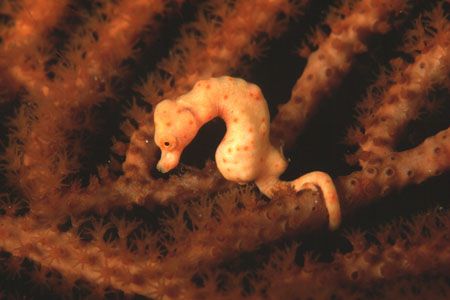 Hyppocampus Denise, photo taken near Komodo island. Nikon... by Pablo Pianta 