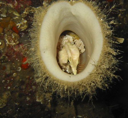 Grunt sculpin with eggs in chimney sponge. Whytecliff Par... by Voicu Tulai 