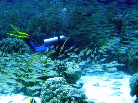 diver among fish and corals by Gordana Zdjelar 