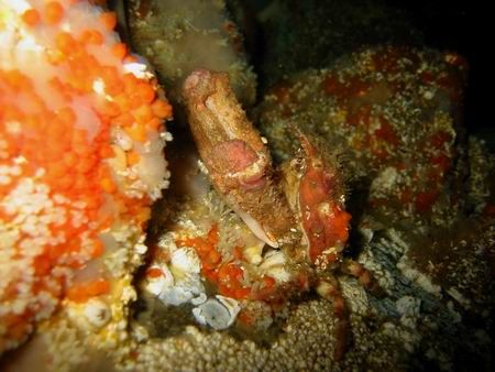 Sharpnose crab. Gabriola Passage, BC by Voicu Tulai 