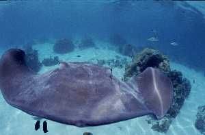 Stingray stuck on my dome in Moorea lagoon, French polyne... by Jean-claude Zaveroni 