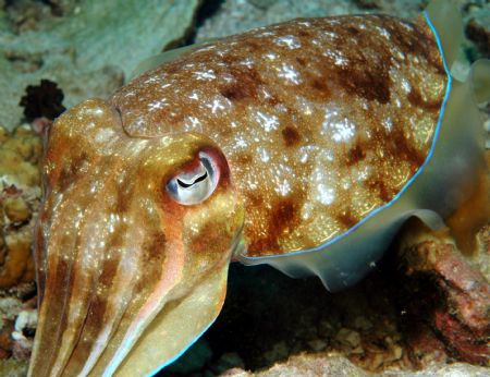 Cuttle Fish by Dave Reid 