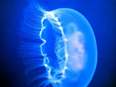 Jellyfish, Red Sea by Gordana Zdjelar 