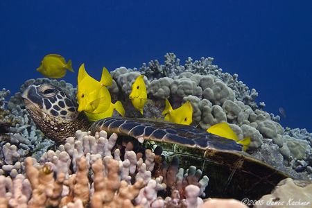 Turtle Cleaning Station in Hawaii(Yellow Tangs cleaning a... by James Kashner 