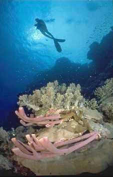 pipe sponges, Elphinstone,Red sea; Taken with 13mm on RS,... by Jean-claude Zaveroni 
