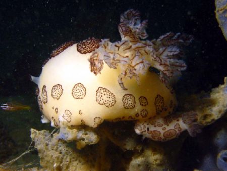 Taken at Sipadan, East Malaysia by Dennis Siau 