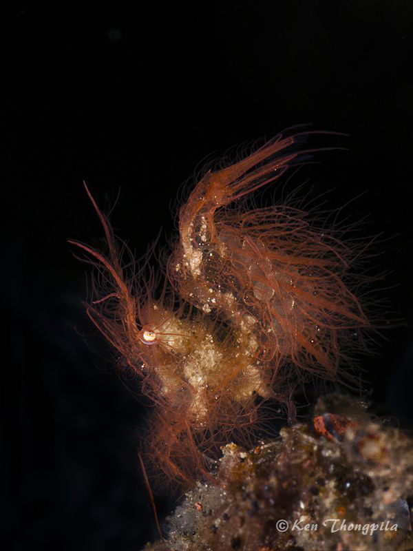 Algae Shrimp about less than 1cm by Ken Thongpila 