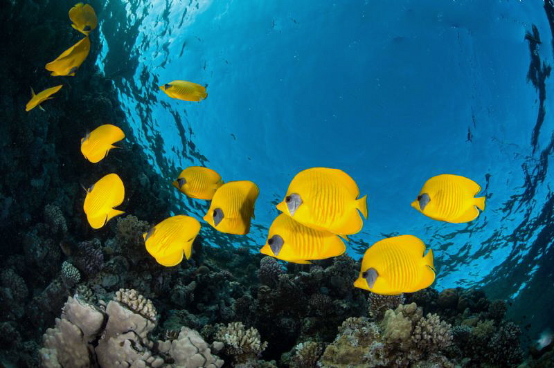 Small school of butterflyfish near the surface at dusk & ... by Paul Colley 