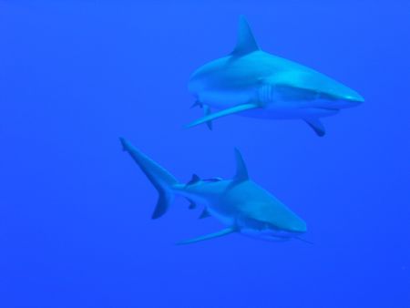 silky sharks. in the blue outside of taputa pass, these g... by Laurence Hegarty 
