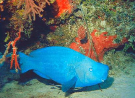 Blue Parrotfish taken in Bahamas with a Sony Cybershot 4.... by Kelly N. Saunders 