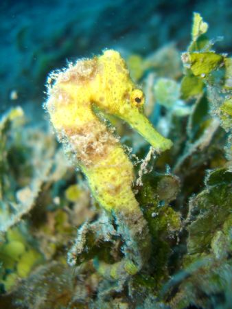 Seahorse on the Wreck of The Prince Albert. This is the b... by Jeremiah Suralvo 