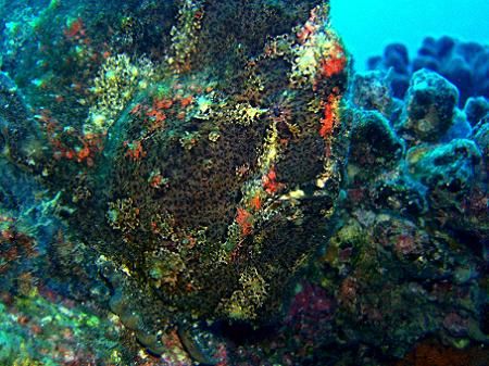 Frogfish Playing Hide & Seek. Mahi shipwreck, Oahu, HI. F... by Dallas Poore 