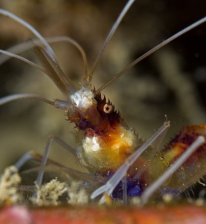 Banded Coral Shrimp. 60mm lens from Hawaii by James Kashner 