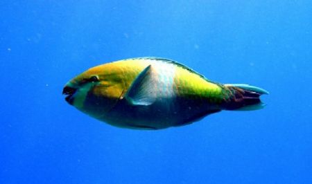 parrot fish, Red Sea by Gordana Zdjelar 