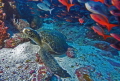 click to go to the contest 