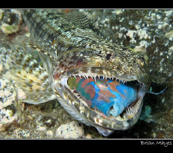 From Tenerife, one of a sequence of photos showing a Lizardfish catching and swallowing an Ornate Wrasse alive. The photos had to be taken in between bouts of thrashing by the Lizardfish. The whole sequence can be seen on my Flickr site. 