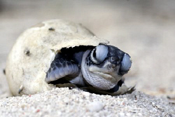 Baby turtle on the beach trying to crawl out of its egg. 