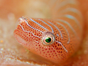 "OK, I'm ready for my close up."  .................Tiny 15mm Western Cleaner Clingfish (Cochleoceps bicolor) 