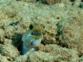 Jawfish with eggs at Front Porch, Bonaire 