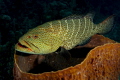 Grouper hovering over basket sponge in the waters of the Roatan Marine Park 