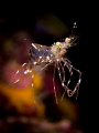 Lean Mean Cleaning Machine. Cleaner Shrimp - Urocaridella sp. Sail Rock, Thailand-EM5-Oly 12-50mm-1/250-f11-iso200-Inon D2000-Inon UCL 165 