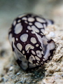 Slow but Steady ... Nudibranch, Head Shield Slug - Philinopsis pilsbry. Mae Haad, Gulf of Thailand, EM5-Oly 60mm-1/250-f8-iso200-Inon D2000 