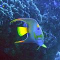 Queen Angelfish - Glovers Atoll, Belize 