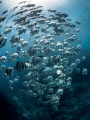 Heaven Sent. Longfin Batfish - Platax teira. Sail Rock, Thailand-EM5-Panasonic 8mm-iso200-f13-1/60 