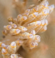 Supermacro closeup of a nudibranch 