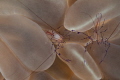 If you look closely you can see the eyes inside of the eggs inside of the bubble coral shrimp. 