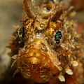 Juvenile scorpionfish 