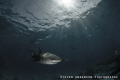 Let there be light!!! Another image taken during a safety stop at Tiger Beach. Lemon shark Love!!!! 
