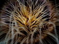 Heart of Fire. Tube Anemone - Cerianthus sp. Ang Thong, Thailand-EM5-Oly 60mm-iso200-f5.6-1/60-Inon D2000x2 