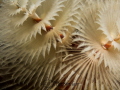 White christmas Tree worm from Bonaire taken in October. No diopter was used - this is with the Olympus m.zuiko 60mm macro lens only. 