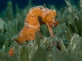 Seahorse in the Seagrass 