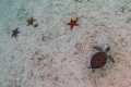 Starfish/Turtle 
