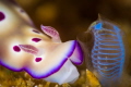 Nudibranch and tunicate! 