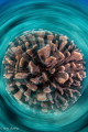 Exydoyi Coral Head in Slow Shutter Spin... (Not Photoshopped) 
