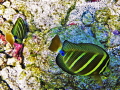 Double Sailfish Tang Surgeonfish, Hawaii 