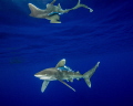 An oceanic white tip shark with surface reflections at Cat Island in the Bahamas 