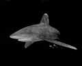 An oceanic white tip shark and pilot fish tagging along in black and white photographed in the Bahamas 