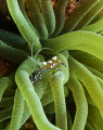 Any one for a clean up? Here i found a spotted cleaner shrimp in a giant anemone! 