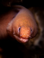 Tiny Peeper

Pale Chin Moray - Gymnothorax herrei

Sail Rock, Thailand 