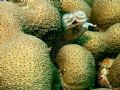spotted eel with christmas tree worm 