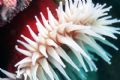 Sea anemone, Monterey Bay, California. 