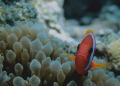 Clown Fish. Canon 550D, 60mm macro lens. No strobe. Aese Island, Santo,Vvanuatu.
 