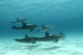 Phil Skeets of Stuart Cove's Fin Photo captured this pod of dolphins between dive sited in Nassau, Bahamas. D70 with Sea & Sea housing and YS120 Strobes were used. 