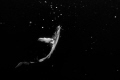 Cosmic 
Humpback whale suspended in the deep sea, looking like it's floating in space. 
Shot on Olympus OMDEm1 Markii, Contrast and brightness, saturation adjustments in Lightroom 