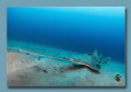 Critically endangered so pretty rare opportunity and sighting of this marine creature.

This Small Tooth Sawfish was captured in my Canon 5DMKIV using a Canon 8-15 Zoom Lens at 15. ISO 500, 1/200, f7.1 Shot in 85 fsw with two Inon 330Z strobes a... 