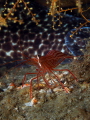 Peppermint Shrimp with a Spotted Moray Eel's tail as background, Blue Heron Bridge, Florida 